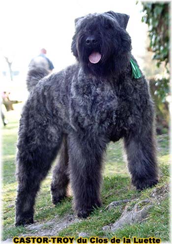 bouvier des flandres du clos de la luette - copyright déposé